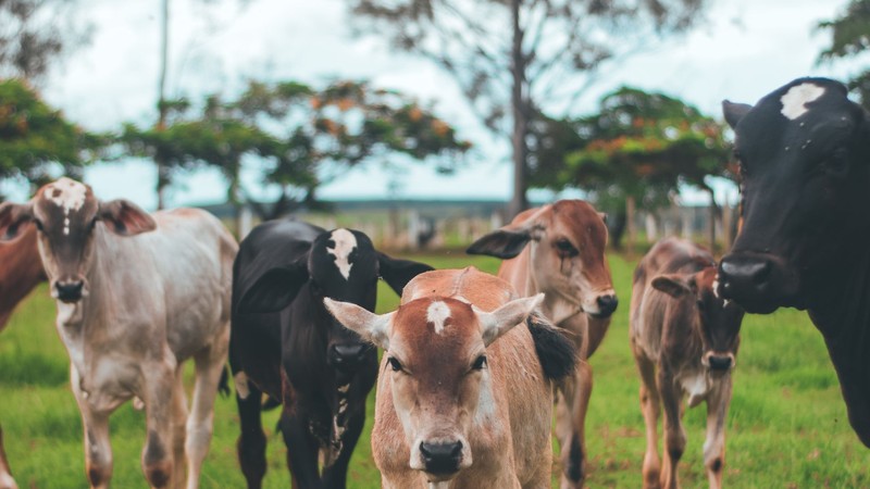 Un grupo de terneros y vacas mirando a cámara en una pradera