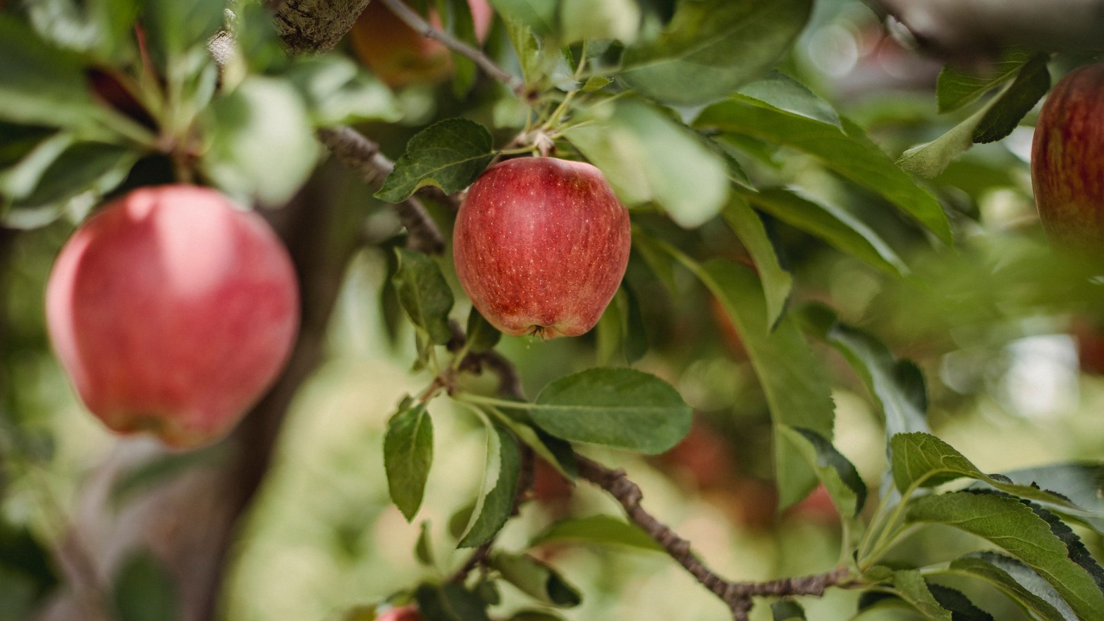 Manzanas rojas maduras colgando de las ramas de un manzano