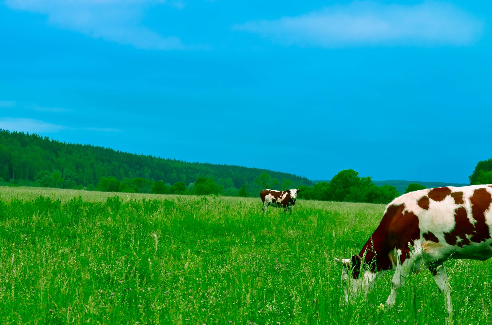 Vacas pastando en un campo verde bajo un cielo despejado